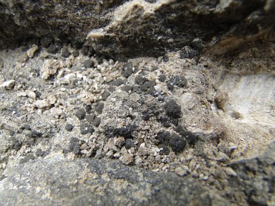 [Peltula omphaliza]